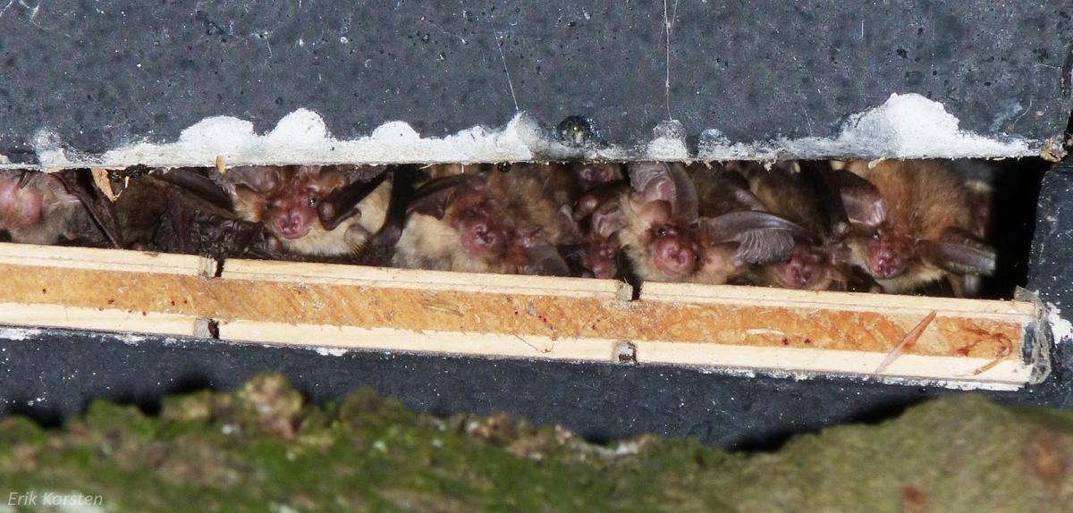 Gewone grootoorvleermuizen in een vleermuiskast