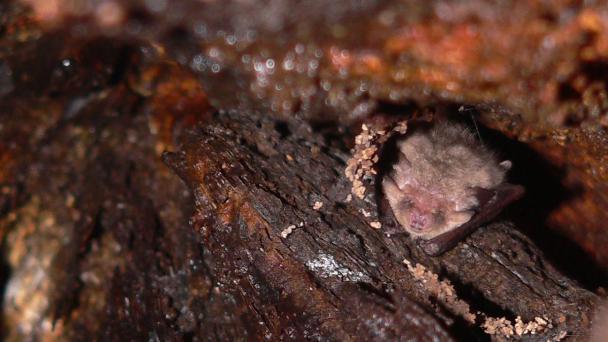 Gewone grootoorvleermuis in winterslaap in een boomholte