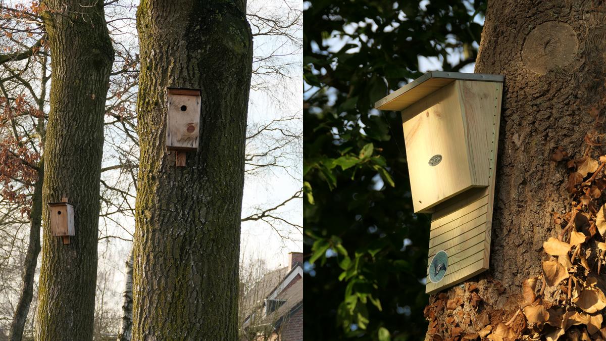 Vogelkast en vleermuiskast tegen eikenprocessierupsen