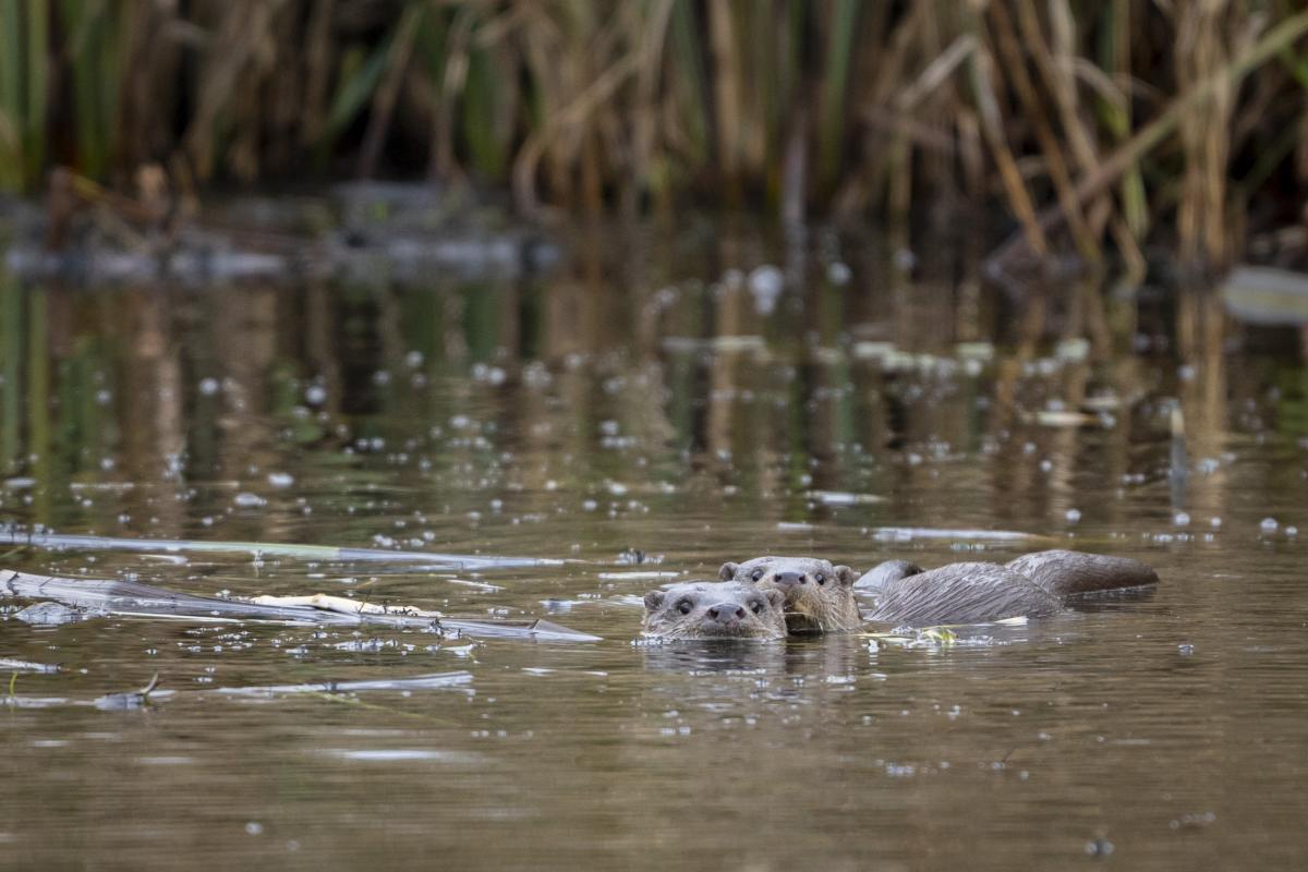 Otters in De Wieden (bron: Johann Prescher)