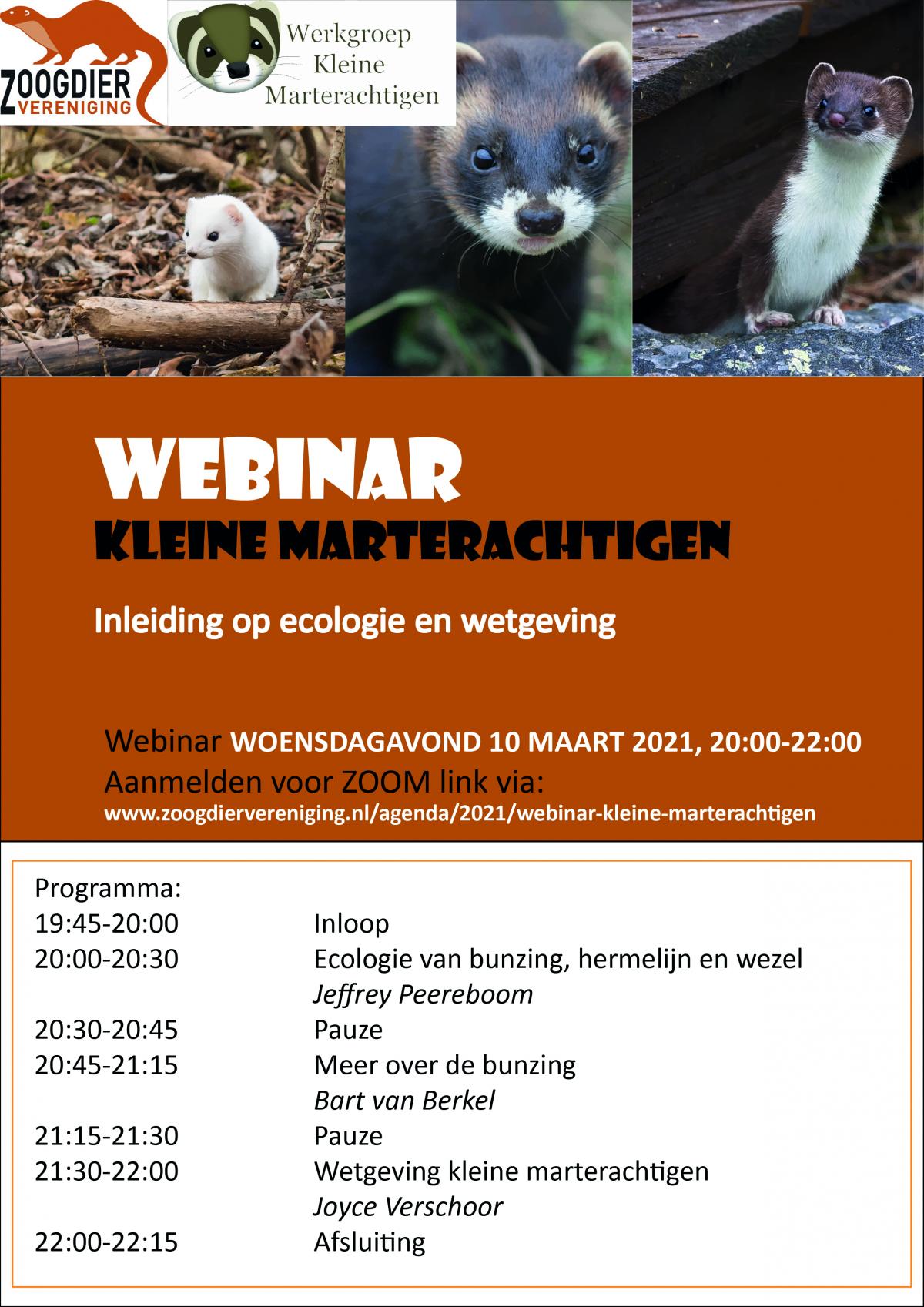 Webinar Kleine marterachtigen
