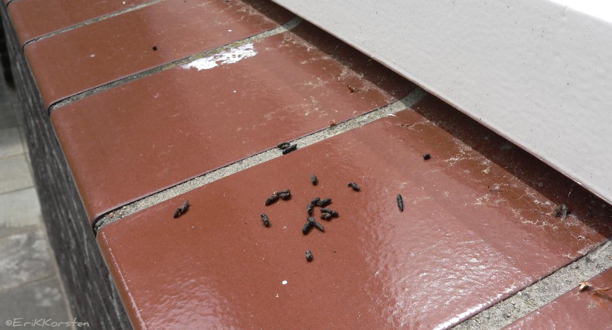 Keuteltjes van vleermuizen op een vensterbank
