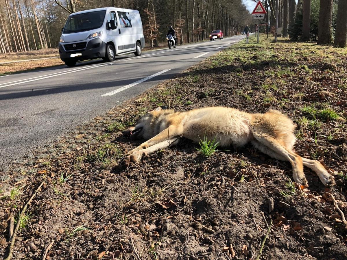 Wolf aangereden op N224 bij Ede