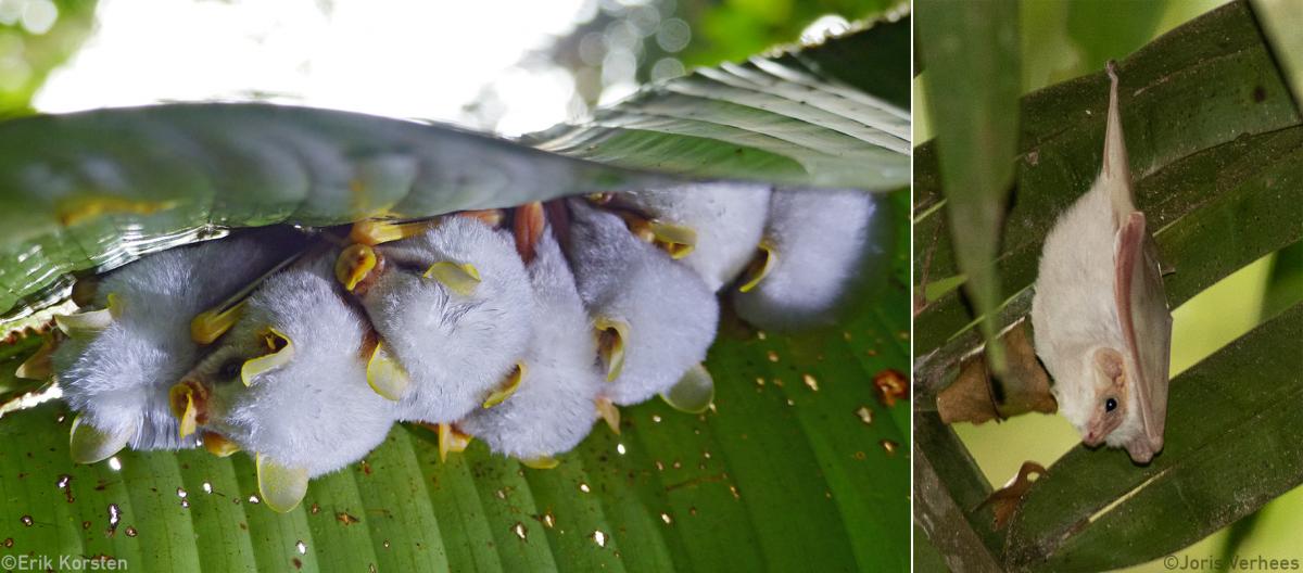 Twee soorten van nature witte vleermuizen. Links de Honduran White Bat en rechts de Northern Ghost Bat, beide uit Costa Rica.