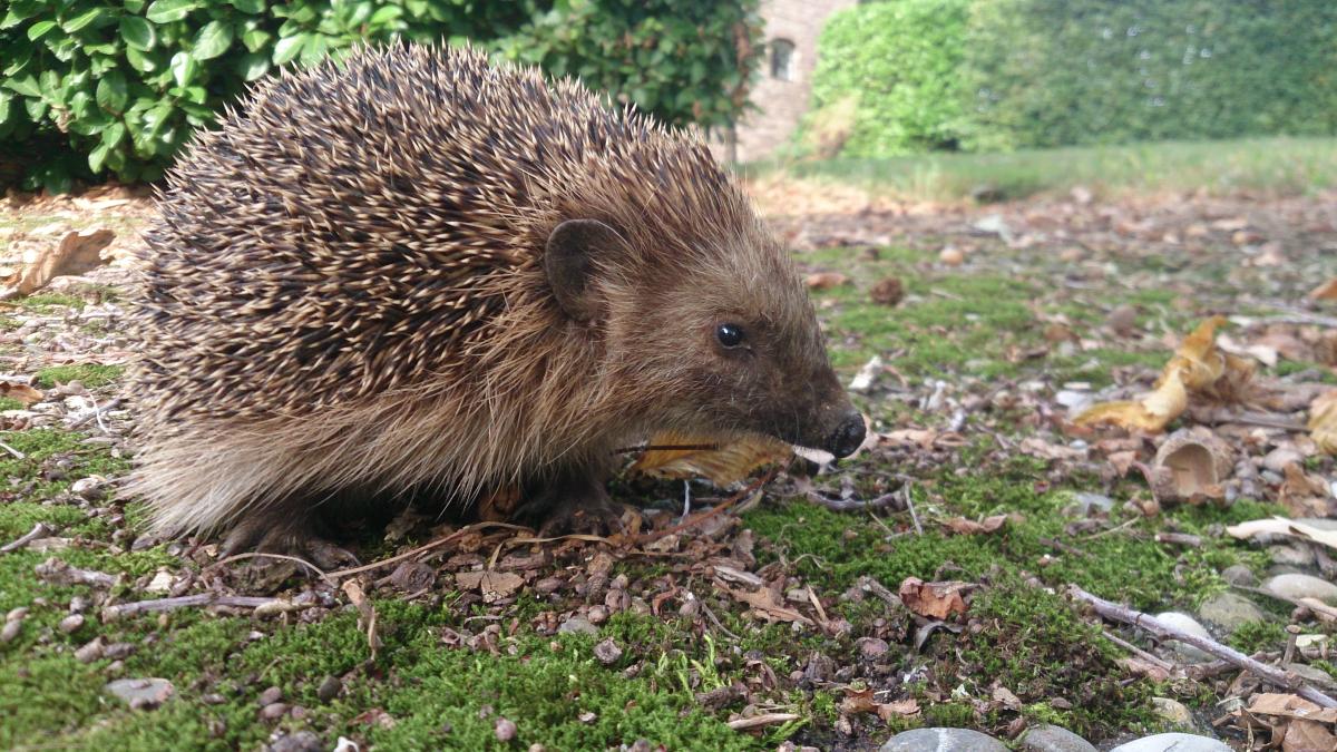 egel