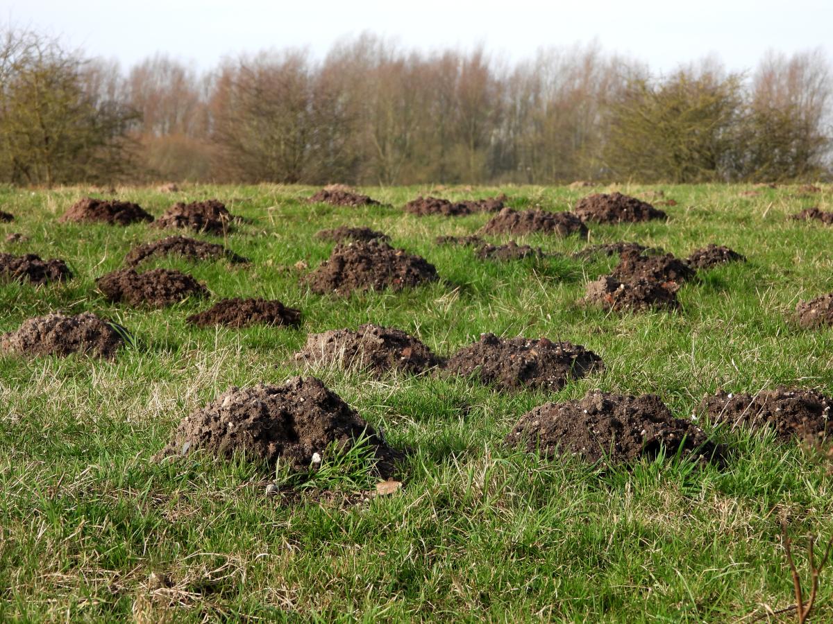 Molshopen in de Wageningse uiterwaarden (bron: Eveline van der Jagt)