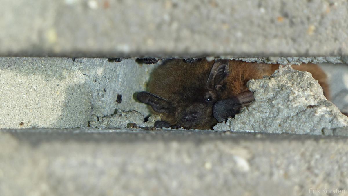 Ruige dwergvleermuis in een spleet van een buitenmuur