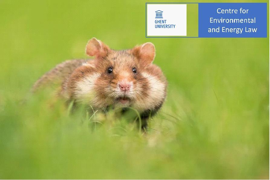 Europese Hamster