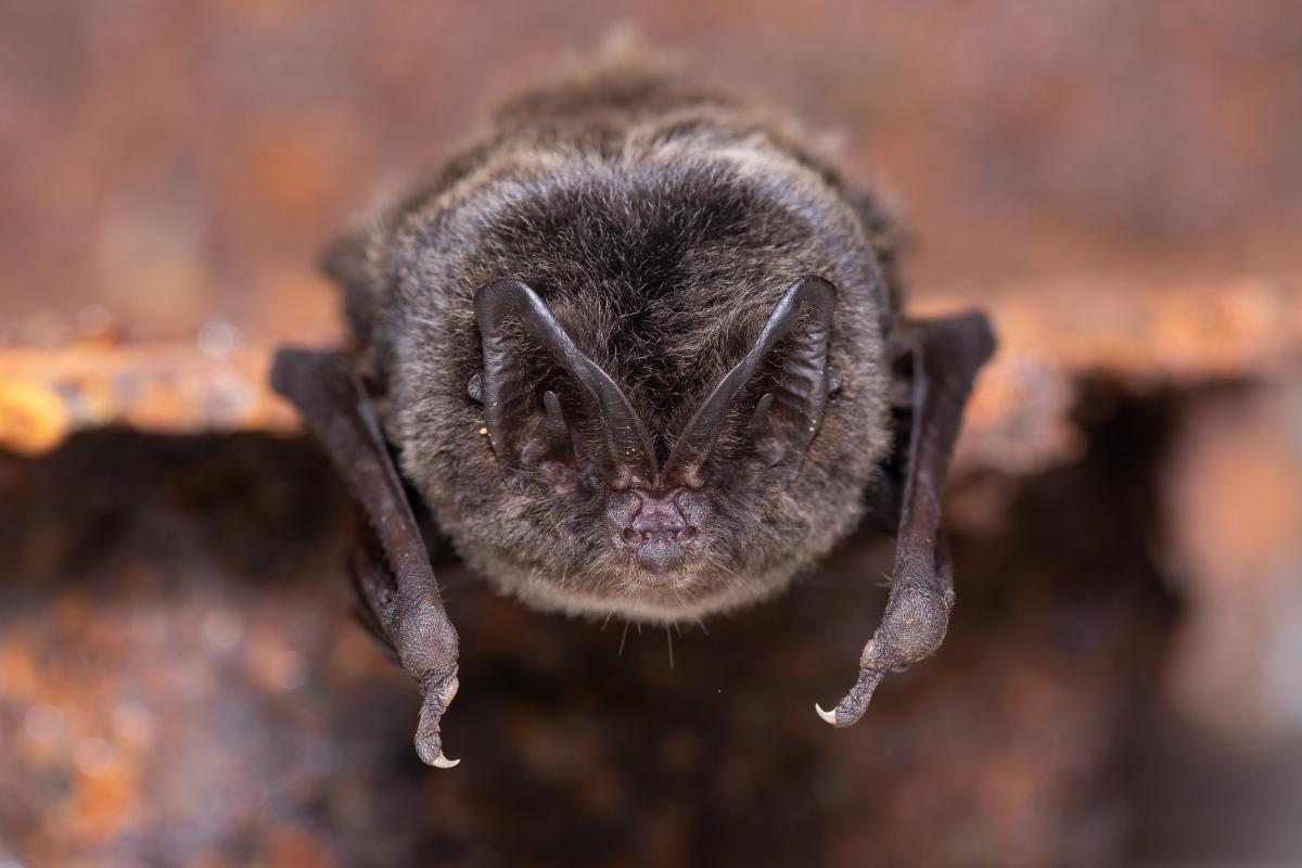 Mopsvleermuis (bron: Joris Verhees)