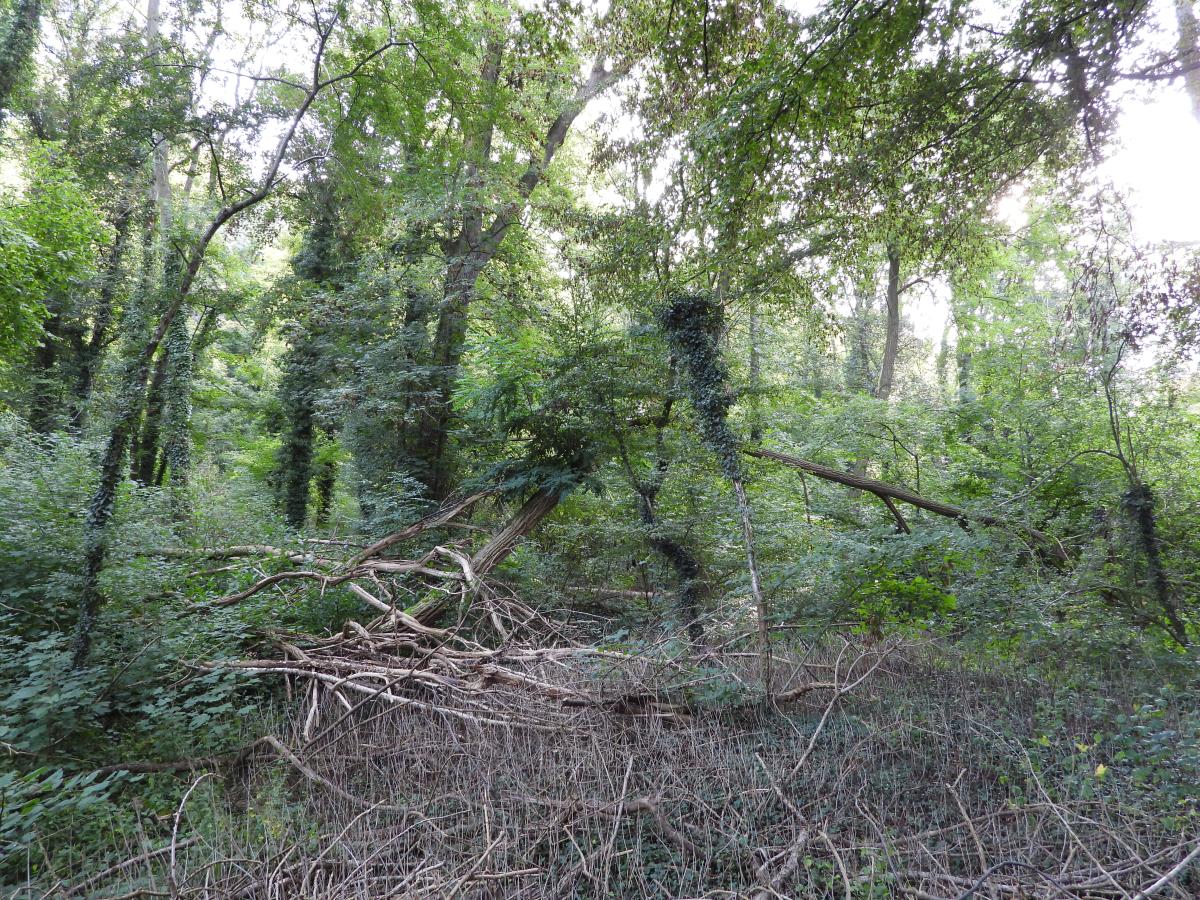 Eikelmuis habitat