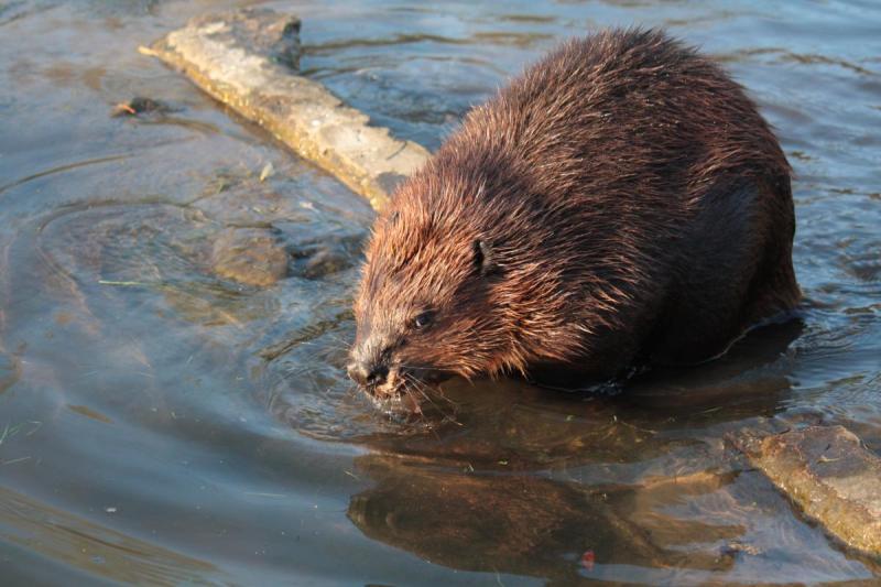 Bever (© Maaike Plomp)