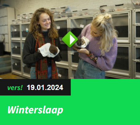 Julia Schepers geeft uitleg over verschillende (zoog)dieren en winterslaap. Bekijk hier de hele aflevering (Bron: Het Klokhuis)