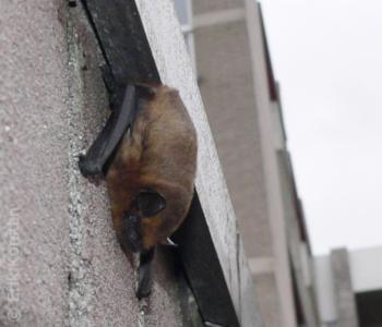 Dakloze gewone dwergvleermuis