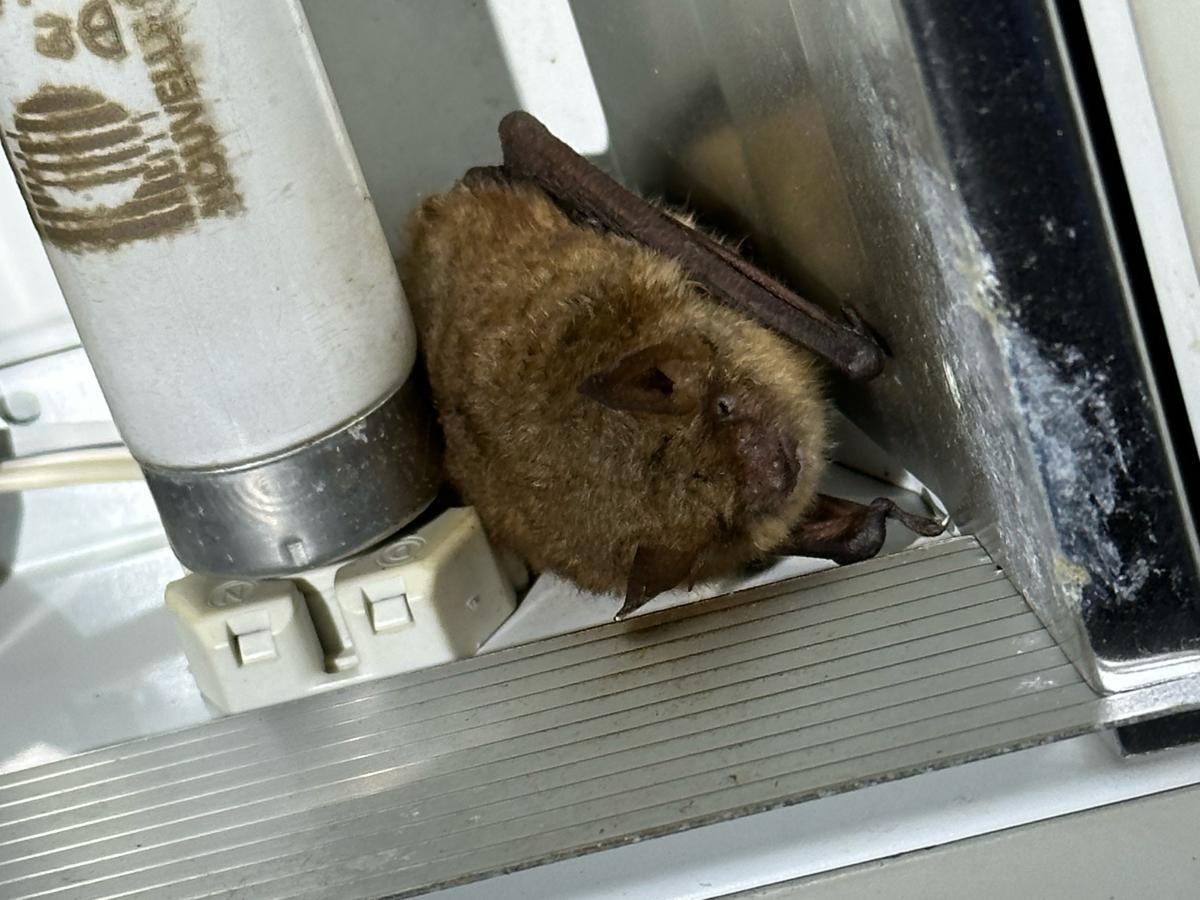 Eén van de twee gevonden individuen van ingekorven vleermuis (lampen staan permanent uit). Foto: Ton Bakker