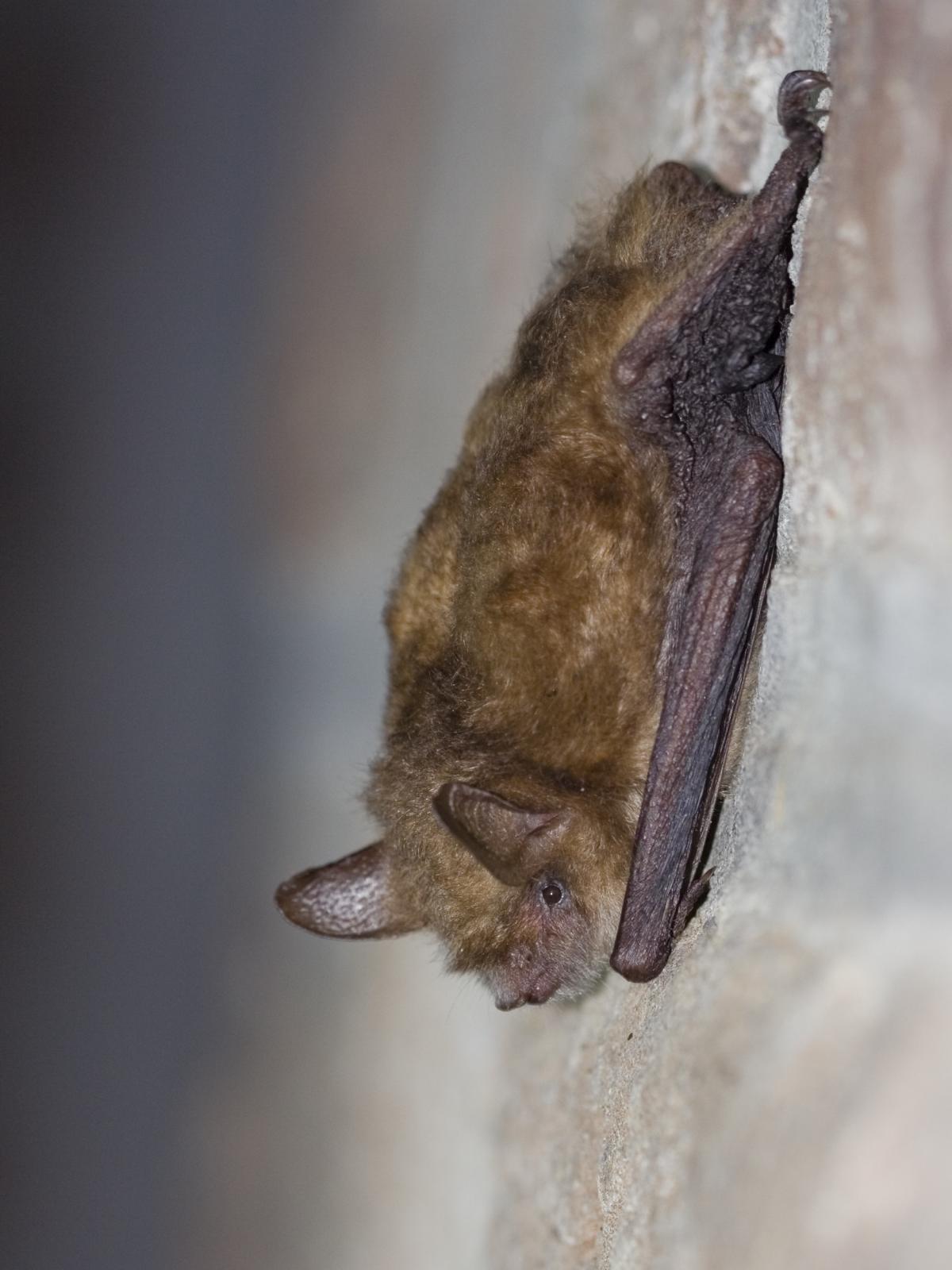 Ingekorven vleermuis (Myotis emarginatus). Foto: Wesley Overman