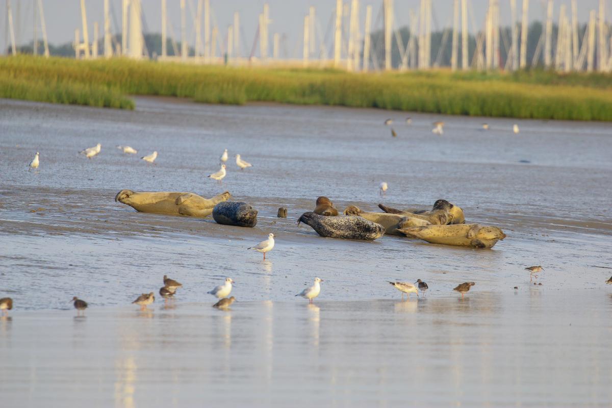 Rustende gewone zeehonden aan de oever van het natuurreservaat De IJzermonding (Bron: Gert Vanautgaerden)