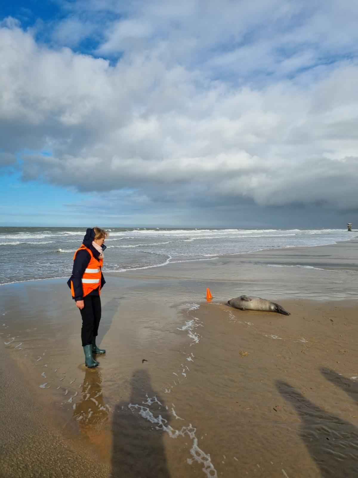 Een vrijwilliger van het NorthSealTeam houdt een oogje in het zeil bij een rustende zeehond op het strand (Bron: NorthSealTeam)