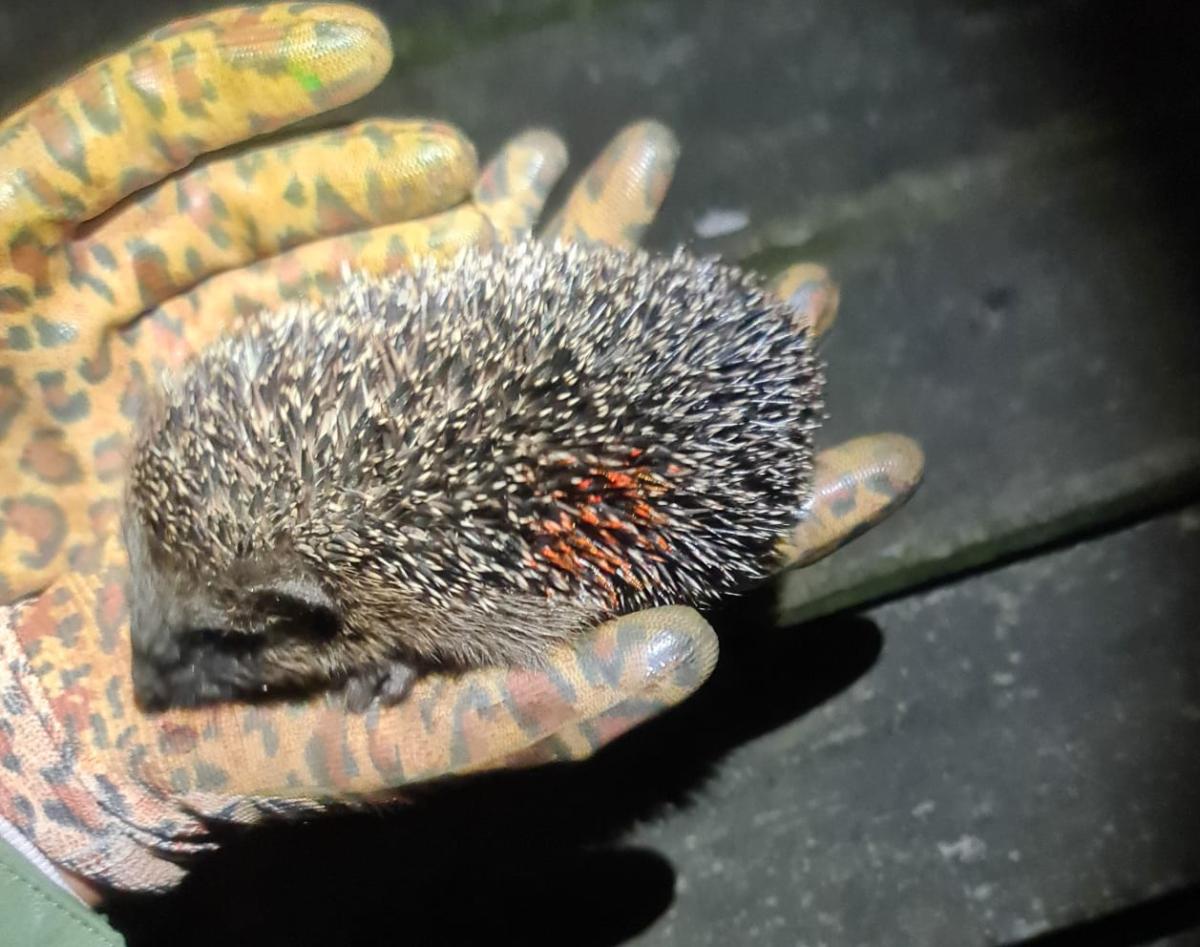Gemarkeerde jonge egel uit Babberspolder West (Bron: Fabiënne Claassens)