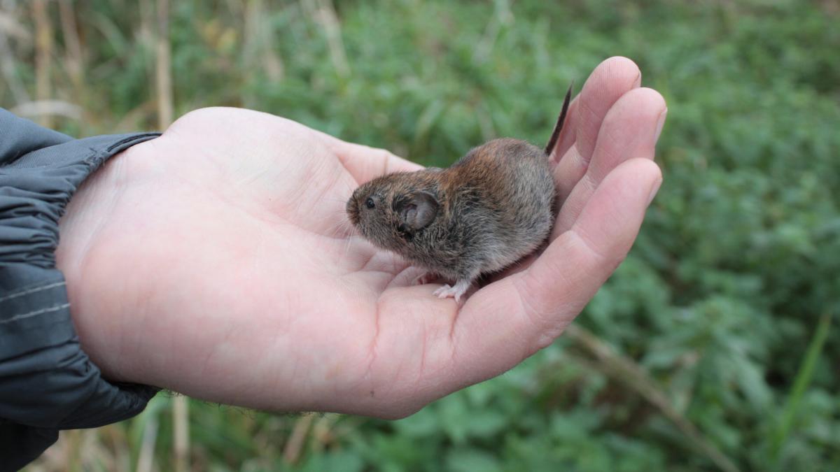 Rosse woelmuis (bron: Maaike Plomp)