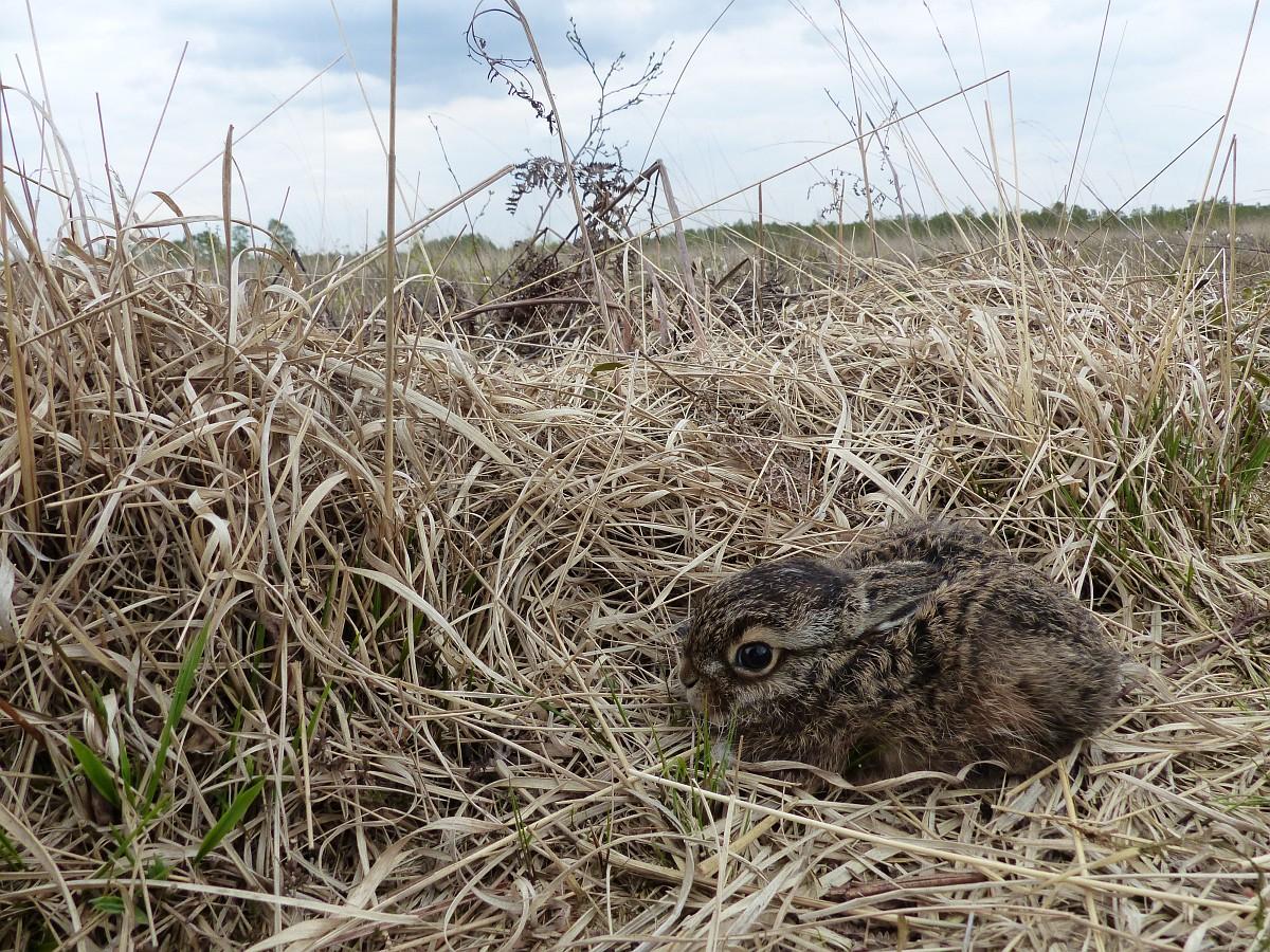Jonge haas in het veld (bron: Saxifraga-Mark Zekhuis)