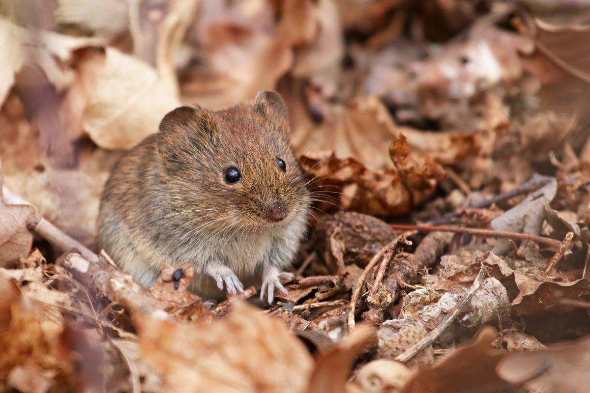 Rosse woelmuis (bron: Jan-Freerk Kloen)