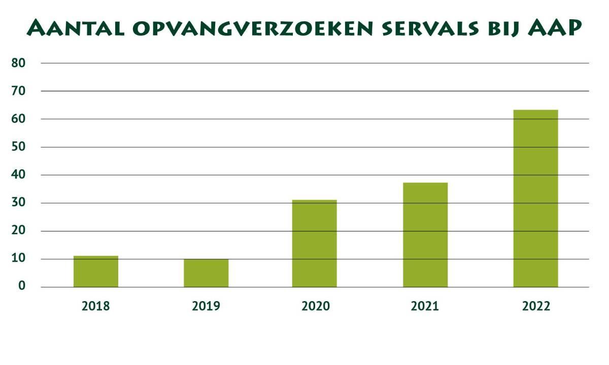 Het aantal opvangverzoeken van servals bij Stichting AAP. (Bron: Stichting AAP)