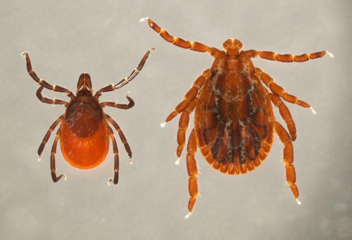 De bekendste 2: Vrouwtje van schapenteek Ixodes ricinus (L) en vlekkenteek Dermacentor reticulatus. Dit zijn algemene soorten, ze hoeven niet verzameld te worden, maar melden op Waarneming.nl is altijd zinvol. (bron: Wietse den Hartog)