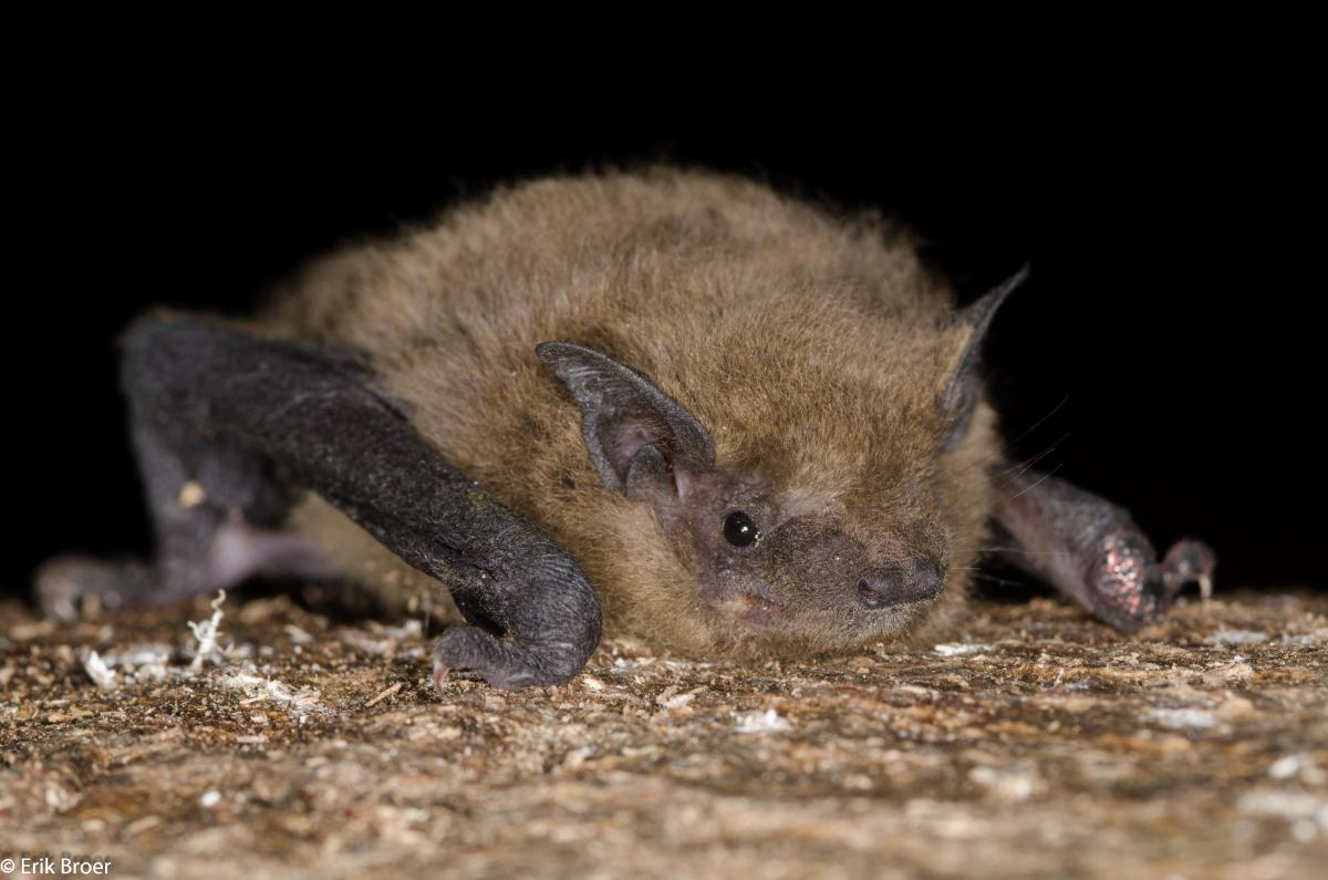 Foto van de ruige dwergvleermuis die is ontdekt op de ‘s-Gravelandse buitenplaats.