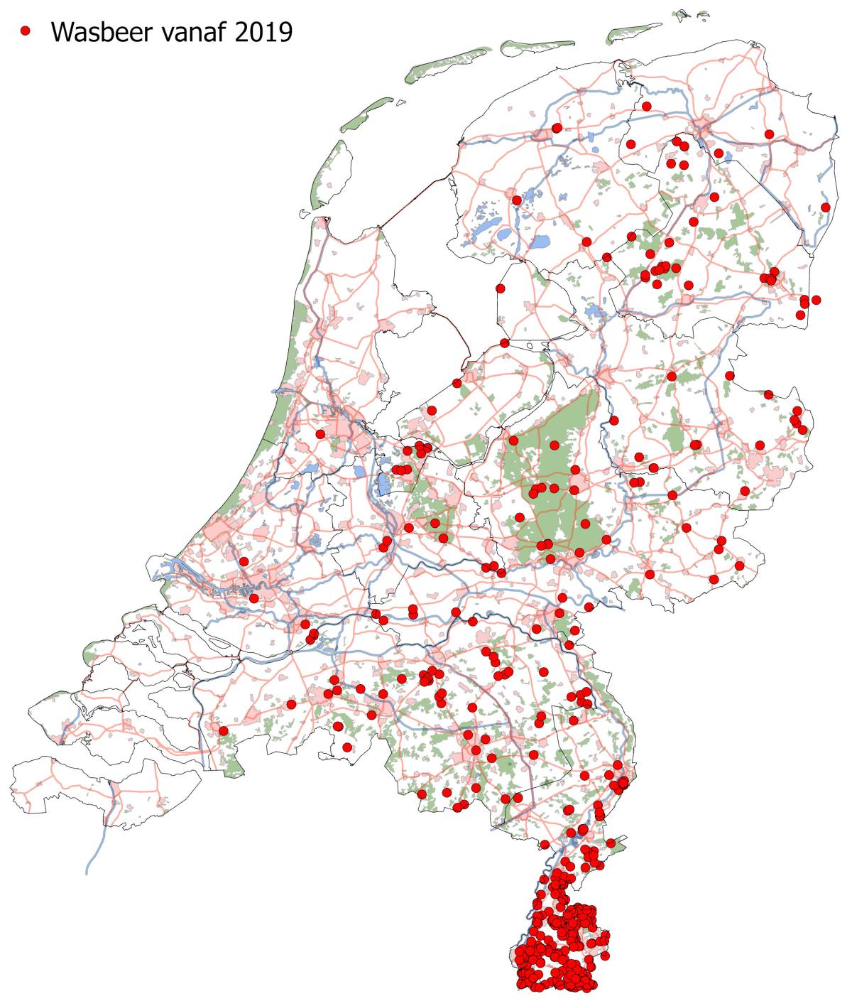 Waarnemingen van wasbeer uit de periode 2019-2024. (bron: NDFF/Zoogdiervereniging)