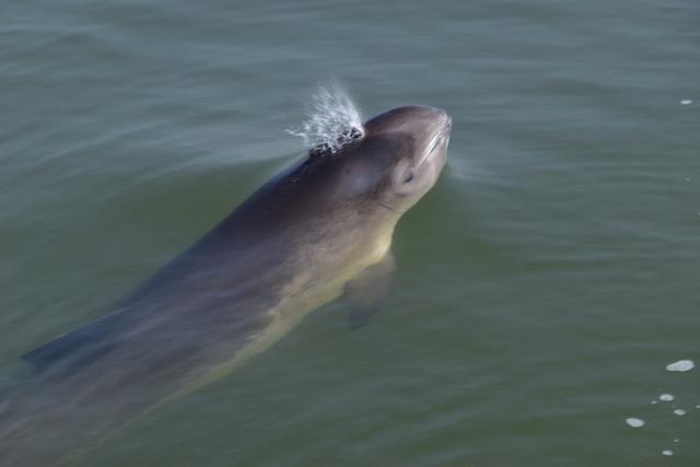 Bruinvis in de Oosterschelde (bron: Renate Ollie)