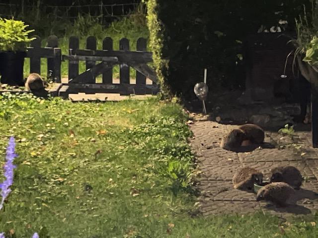Egels
