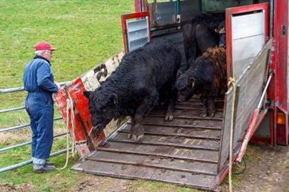 De inrichting van een terrein moet klaar zijn vóór de komst van grazers (bron: Henk Baron)