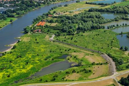 Het Natuurbeleidsplan leidde tot de inzet van grote grazers in tal van natuurontwikkelingsprojecten, ook in Meinerswijk bij Arnhem (bron: Fokko Erhart)
