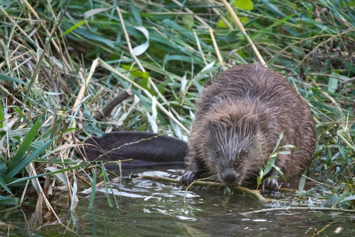 Bever (bron: Edwin Giesbers)