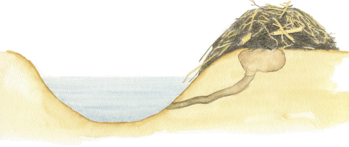 Bevers starten met graven onder water en graven omhoog totdat ze boven de grondwaterstand uitkomen. Soms start het dak in en repareren ze dit door het gat boven de grond te dichten met takken en modder. Zo ontstaat een burcht. (Illustratie: Dick Klees)