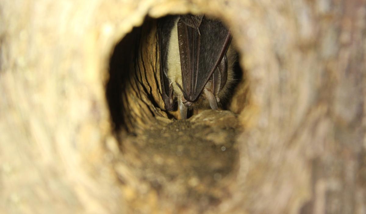 Gewone grootoorvleermuis in boomholte
