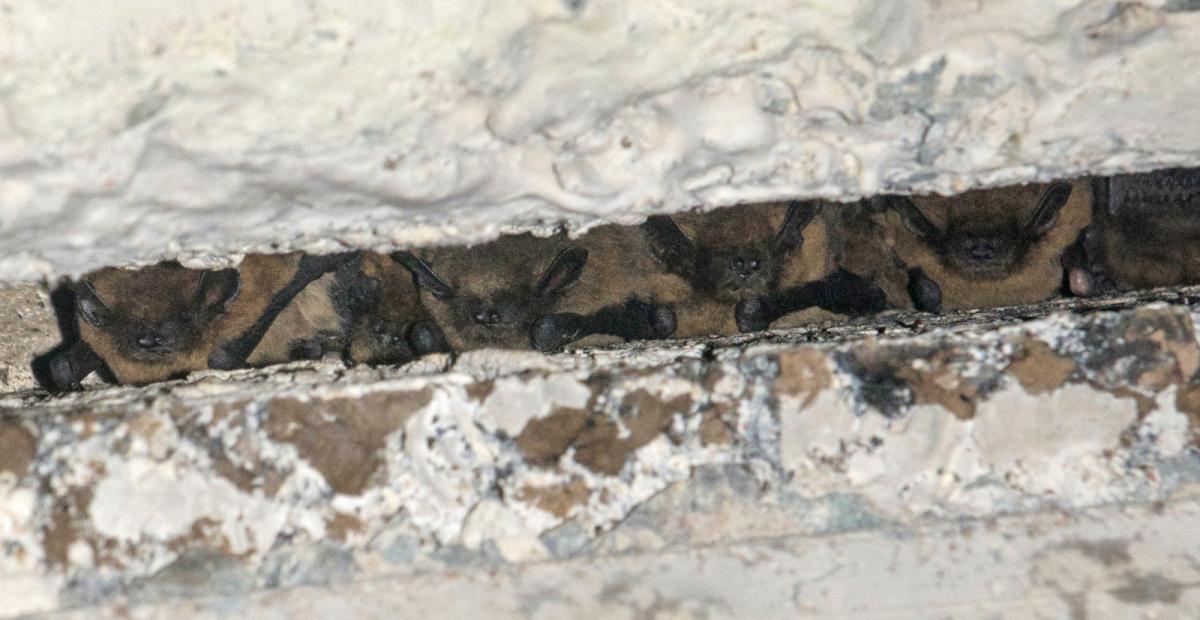 Dwergvleermuizen in dilatatievoeg