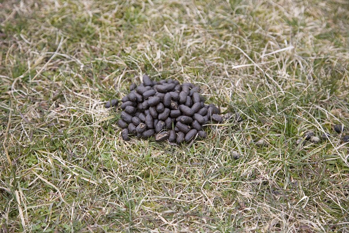 Hoopje reeënkeutels. Te herkennen aan de afgeronde, ovale vorm (bron: Roel Meijer)