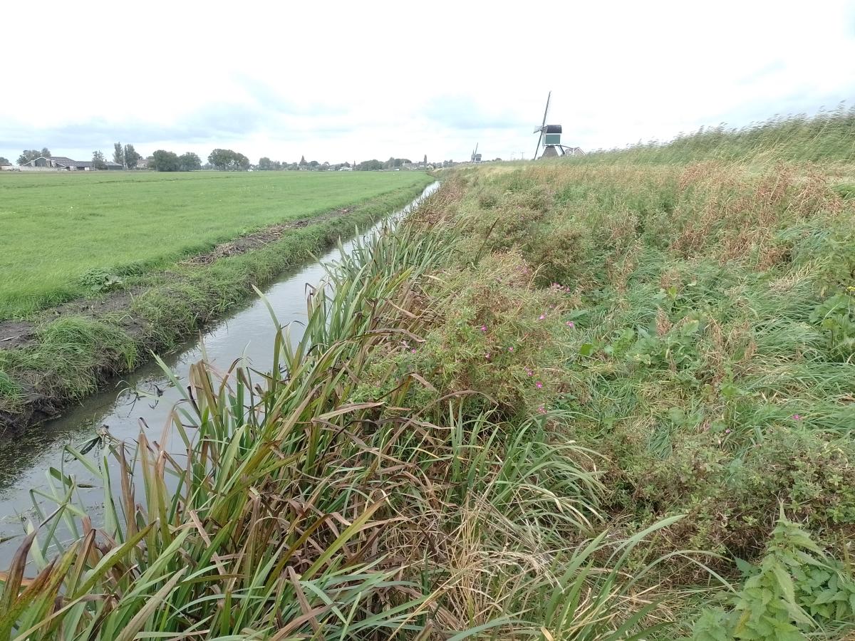 De teensloot van de Ammersche Boezem, waar de grootste dichtheid aan waterspitsmuizen werd vastgesteld (bron: Richard van Vugt)