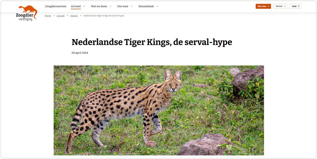 Nieuwsbericht 'Nederlandse Tiger Kings, de serval-hype' (foto: Dirk Froebel, Wikimedia Commons)