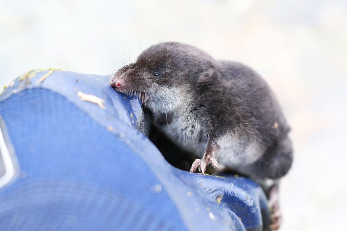 Waterspitsmuis (bron: Richard van Vugt)