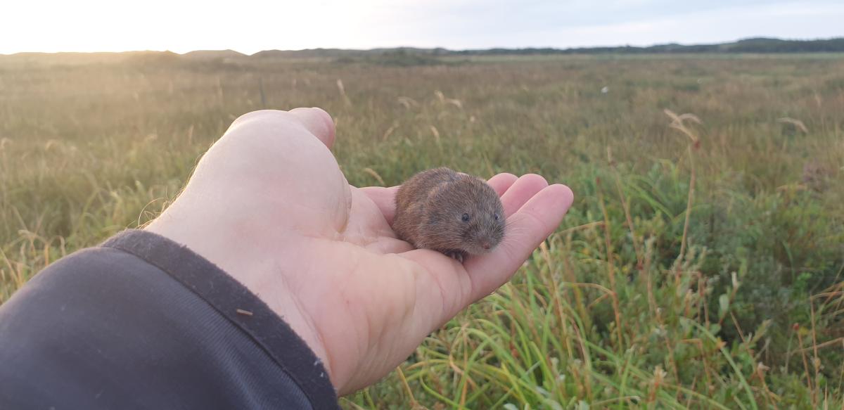 Noordse woelmuis gevangen tijdens onderzoek (bron: Sil Westra)