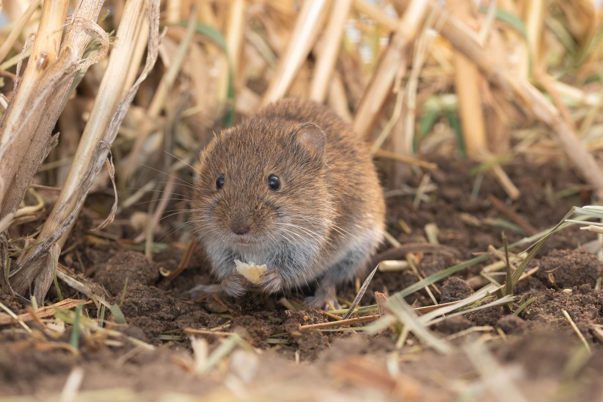 Veldmuis (bron: Joris Verhees)