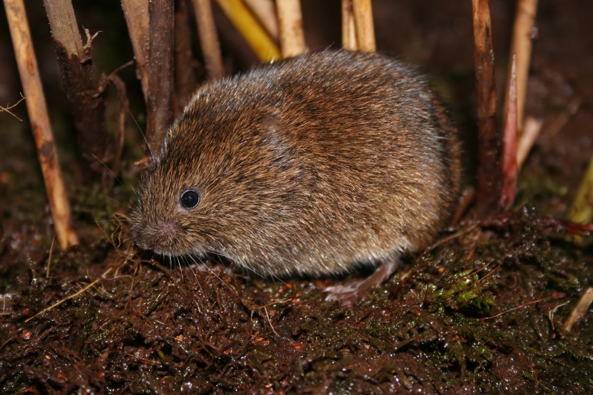 Aardmuis (bron: Wesley Overman)