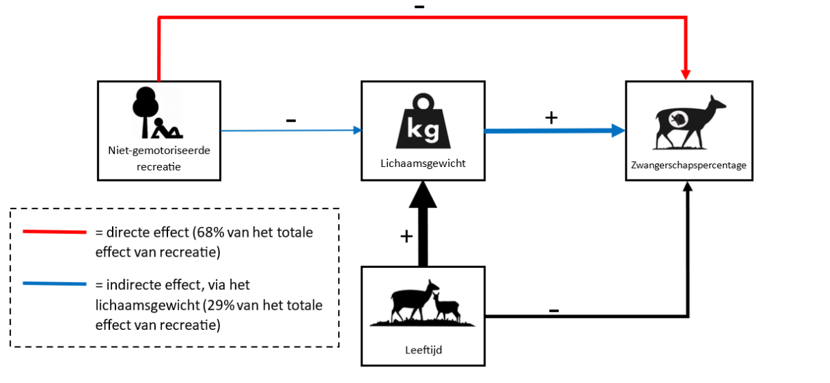 Eindmodel van het directe effect van niet-gemotoriseerde recreatie op het zwangerschapspercentage en lichaamsgewicht en het directe effect van lichaamsgewicht op het zwangerschapspercentage. 