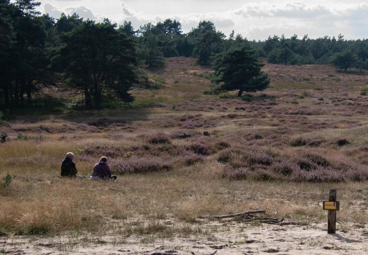 Het aantal recreanten op de Veluwe neemt steeds verder toe, ook buiten de paden. (bron: Estella Ebbinge)