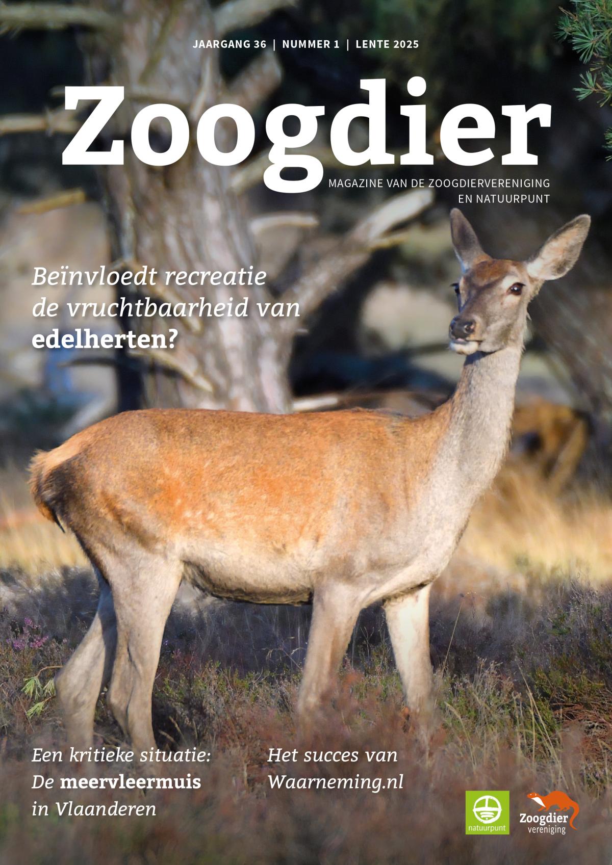 Zoogdier (lente 2025)