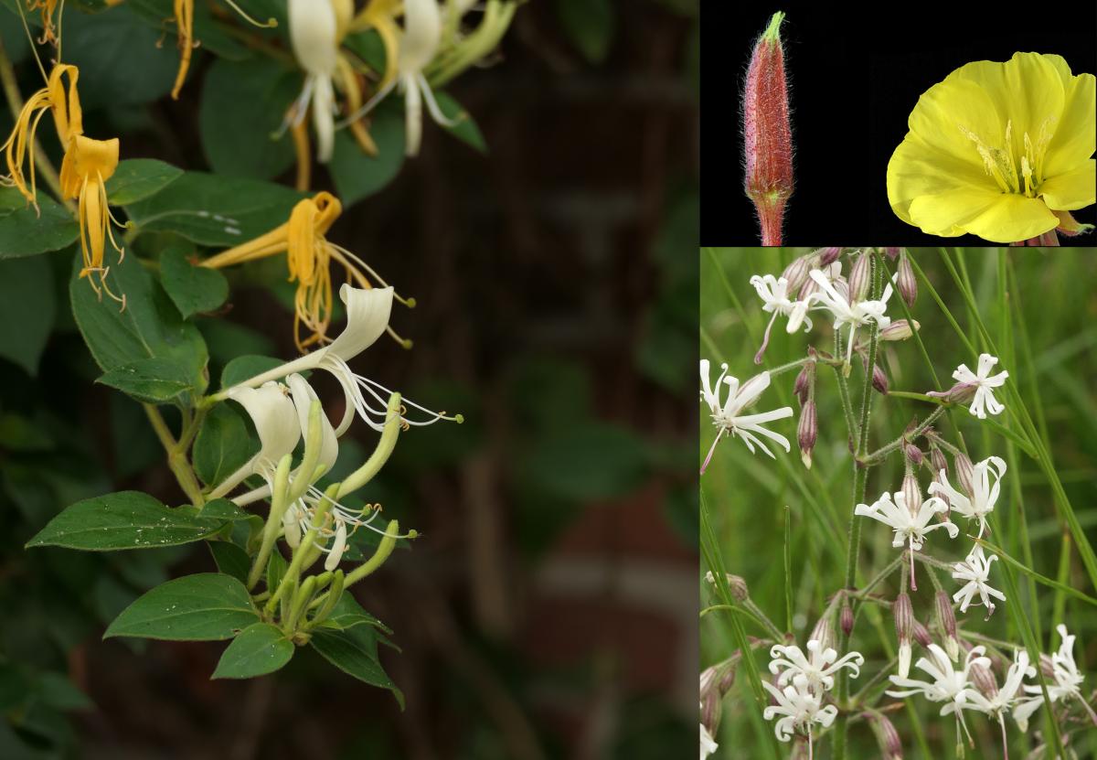 Teunisbloem, kamperfoelie en nachtsilene zijn voorbeelden van nachtbloeiers (bron: Erik Korsten, Marianne Cornelissen, Bernd Haynold)
