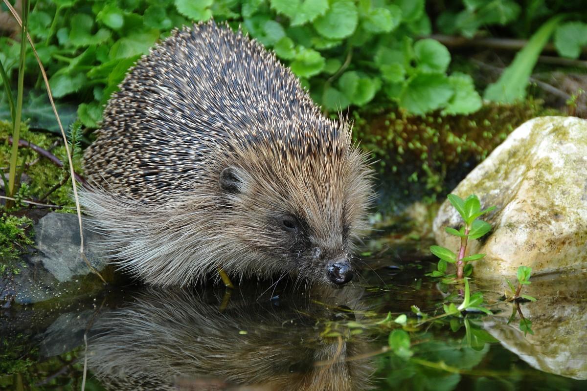 Zorg voor water voor de egel, zodat hij niet ver hoeft te zoeken en lopen om zijn dorst te lessen (bron: Tom Heijnen)