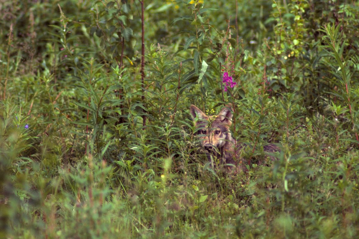Wolf (bron: Dick Klees)